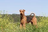 AIREDALE TERRIER 012